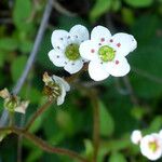 Micranthes californica Flor