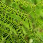 Dryopteris carthusiana Hoja