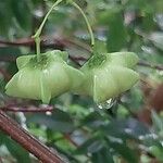 Euonymus latifolius Ffrwyth