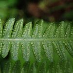 Thelypteris bergiana Φύλλο