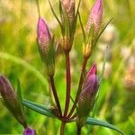 Gentianella amarella പുഷ്പം