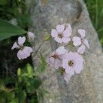 Vaccaria hispanica 花