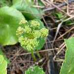 Hydrocotyle bonariensis Frutto