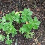 Geranium clarkei Leaf