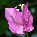 Bougainvillea spectabilis 花