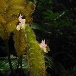 Calathea lasiostachya Flor