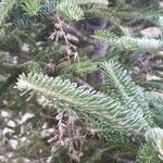 Abies fraseri Delienn