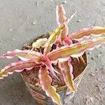 Cryptanthus bivittatusLeaf