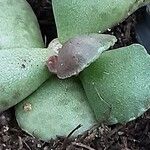 Adromischus cooperi Leaf