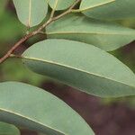 Xylopia katangensis Hoja