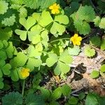 Oxalis dillenii Květ