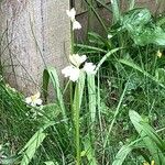 Allium pendulinum Lorea