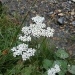 Achillea nobilis Hábito