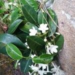 Stephanotis floribunda 花