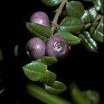 Rhaphithamnus spinosus Fruto