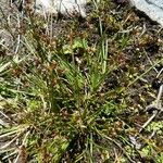 Juncus alpinoarticulatus Hábito