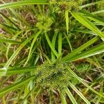 Cyperus strigosus 葉