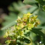 Alchemilla pentaphyllea Λουλούδι