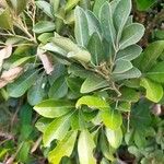 Aglaia elaeagnoidea Deilen