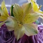 Alstroemeria aureaFleur