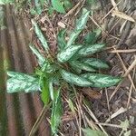 Aglaonema nitidum ഇല