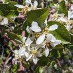 Amelanchier utahensis Floare