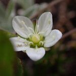 Sagina glabra Flor