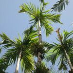 Areca catechu অন্যান্য