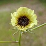 Tolpis barbata 花