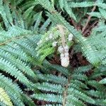 Polystichum setiferum Blad