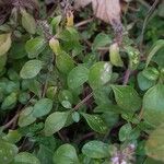 Thymus pulegioides Folio