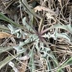 Matthiola sinuata Deilen