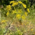 Thapsia foetida Fiore