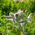 Nonea vesicaria Kukka