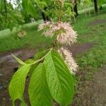 Prunus maackii Floro