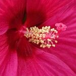 Hibiscus moscheutos Flor