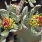 Grayia spinosa Flor