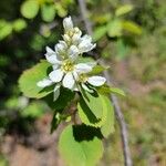 Amelanchier alnifoliaFlower