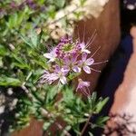Cleome serrulata फूल