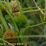 Carex bohemica Плід