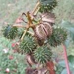 Ricinus communis 果實