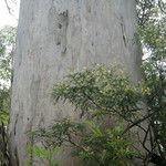 Eucalyptus diversicolor Bark