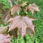 Acer cappadocicum List