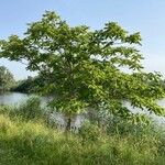 Juglans cinerea Habitat