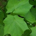 Sparrmannia africana ഇല