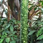 Amorphophallus titanum Bark