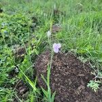 Gladiolus candidus 整株植物
