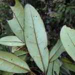 Argophyllum vernicosum