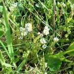 Valeriana locusta Celota