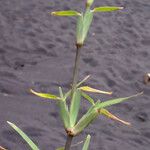 Stenotaphrum dimidiatum Leaf